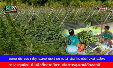 อ่างทอง สองสามีภรรยาเช่าที่นา3ไร่ปลูกแตงล้านสร้างรายได้อย่างงาม  มีพ่อค้ามารับถึงหน้าแปลงผัก  การลงทุนน้อย  เป็นพืชที่ตลาดมีความต้องการสูงขายได้ตลอดปี