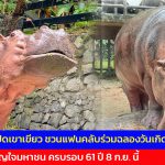 ชลบุรี สวนสัตว์เปิดเขาเขียว ชวนแฟนคลับร่วมฉลองวันเกิด “แม่มะลิ” ฮิปโปฯ ขวัญใจมหาชน ครบรอบ 61 ปี 8 ก.ย. นี้