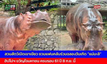 ชลบุรี สวนสัตว์เปิดเขาเขียว ชวนแฟนคลับร่วมฉลองวันเกิด “แม่มะลิ” ฮิปโปฯ ขวัญใจมหาชน ครบรอบ 61 ปี 8 ก.ย. นี้