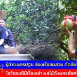 ผู้ว่าฯ จ.นครปฐม ล่องเรือชมสวน ตัดส้มโอ โชว์ของดีมีเรื่องเล่า ผลไม้ดังนครชัยศรี