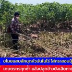 อุทัยธานี ขโมยแสบลักขุดหัวมันในไร่ ใส่กระสอบปุ๋ย เกษตรกรทุกซ้ำแล้งทำข้าวเสียหายอีก