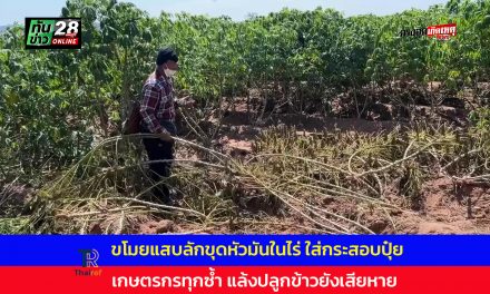 อุทัยธานี ขโมยแสบลักขุดหัวมันในไร่ ใส่กระสอบปุ๋ย เกษตรกรทุกซ้ำแล้งทำข้าวเสียหายอีก