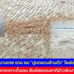 พังงา กำนันตำบลบางเตย ชวน ชม “ปูมดแดงล้านตัว” โผล่เต็มผืนทราย พร้อมทะเลแหวกเกาะตั้งเลน สัมผัสธรรมชาติอ่าวพังงา