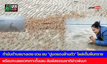 พังงา กำนันตำบลบางเตย ชวน ชม “ปูมดแดงล้านตัว” โผล่เต็มผืนทราย พร้อมทะเลแหวกเกาะตั้งเลน สัมผัสธรรมชาติอ่าวพังงา