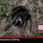 อ่างทอง เลขเสี่ยงทายพญาบึ้ง นักเสี่ยงดวงนำกระดาษตัวเลขหย่อนลงไปเพื่อให้พญาบึ้งนำตัวเลขออกมาวางไว้ปากรู 