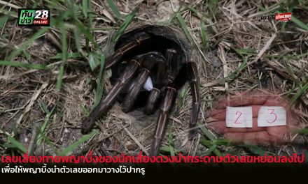 อ่างทอง เลขเสี่ยงทายพญาบึ้ง นักเสี่ยงดวงนำกระดาษตัวเลขหย่อนลงไปเพื่อให้พญาบึ้งนำตัวเลขออกมาวางไว้ปากรู 
