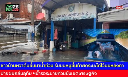 อุทัยธานี ชาวบ้านผวาตื่นขึ้นมาน้ำท่วม รีบขนหมูขึ้นท้ายกระบะไก่ไว้บนหลังคา ช่วงบ่ายฝนถล่มอุทัย ฯน้ำรอระบายท่วมขังเขตเศรษฐกิจ